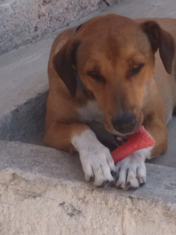 Cachorro raça SRD-ViraLata idade 7 a 11 meses nome Palito 