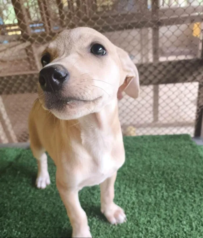 Cachorro raça SRD-ViraLata idade 2 a 6 meses nome Liz