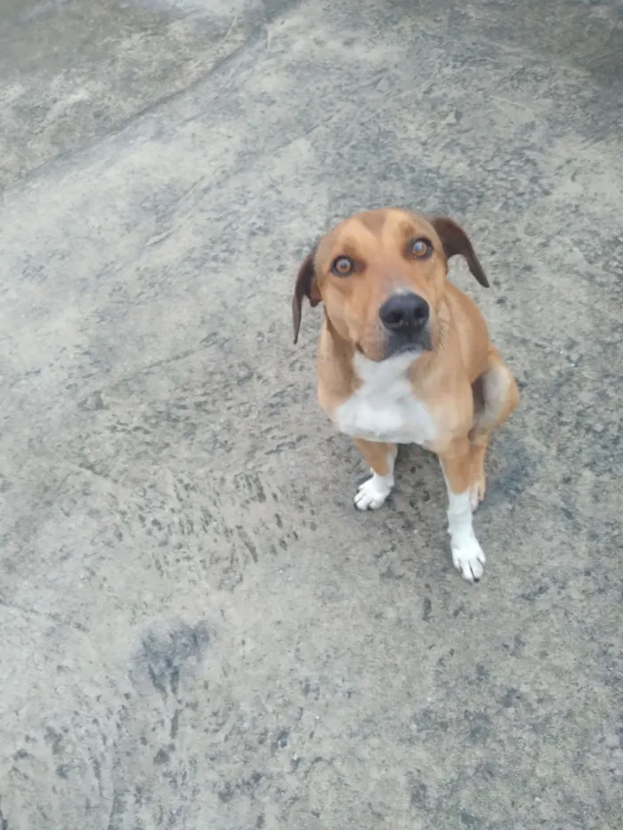Cachorro raça SRD-ViraLata idade 7 a 11 meses nome Palito 