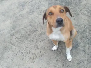 Cachorro raça SRD-ViraLata idade 7 a 11 meses nome Palito 