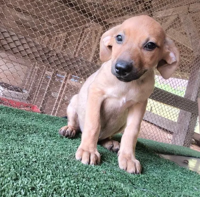 Cachorro raça SRD-ViraLata idade 2 a 6 meses nome Mel