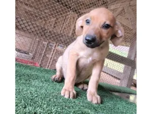 Cachorro raça SRD-ViraLata idade 2 a 6 meses nome Mel