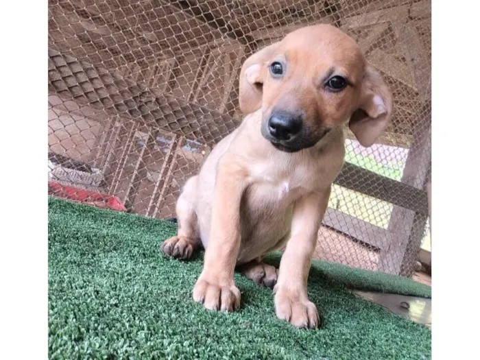 Cachorro raça SRD-ViraLata idade 2 a 6 meses nome Mel