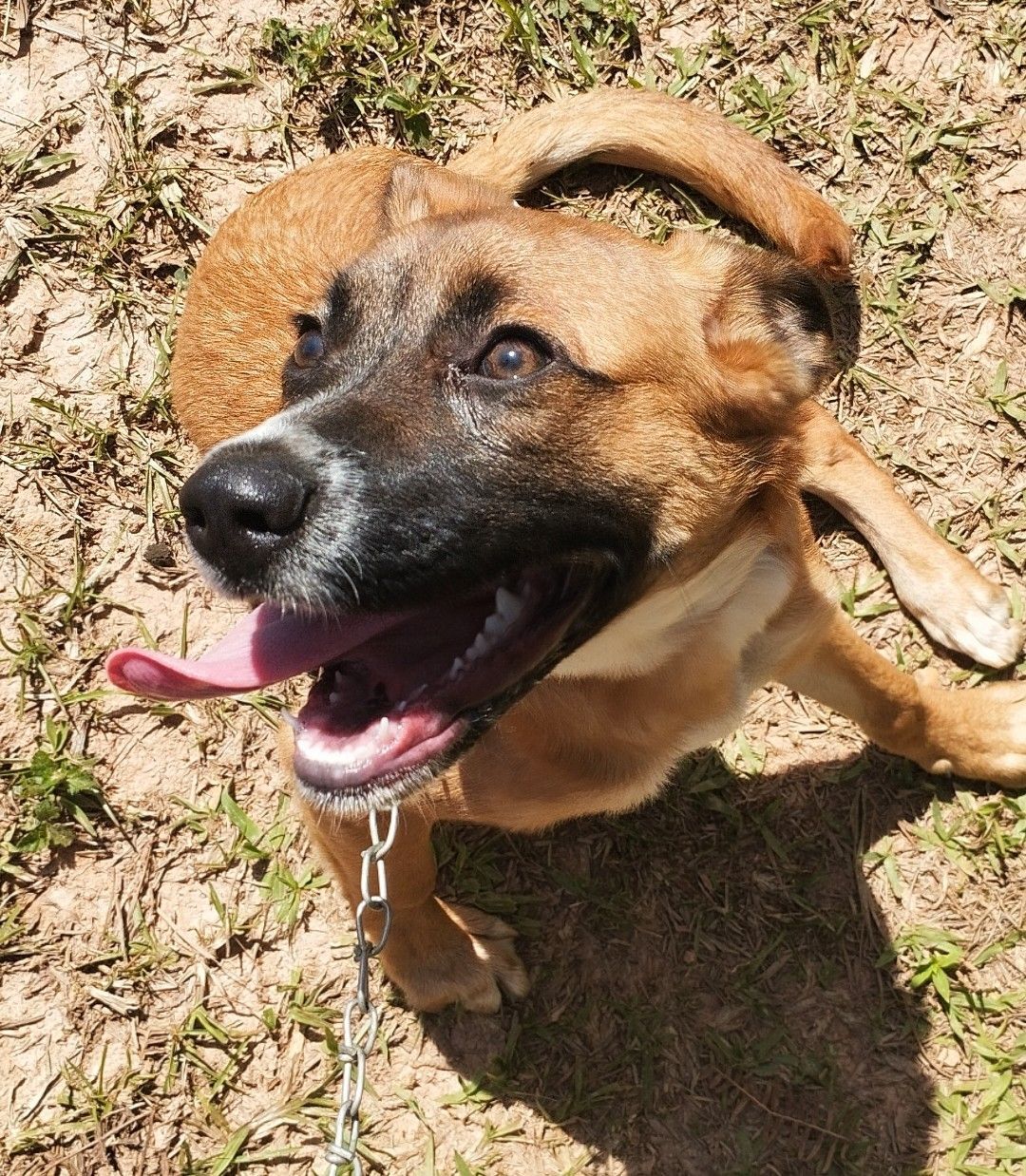 Cachorro raça SRD-ViraLata idade 7 a 11 meses nome Aurora 