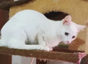 Gato raça SRD-ViraLata idade 2 a 6 meses nome NAYLA CLARA