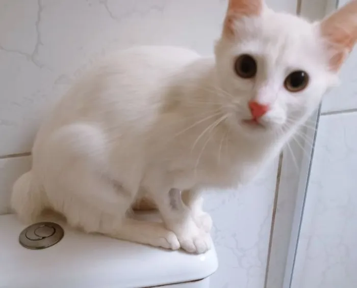 Gato raça SRD-ViraLata idade 2 a 6 meses nome NAYLA CLARA