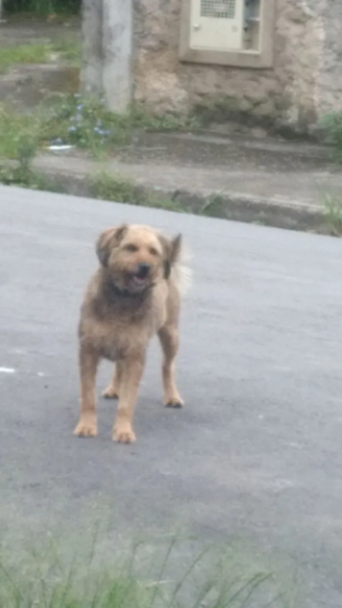 Cachorro raça SRD-ViraLata idade 1 ano nome Não sei 