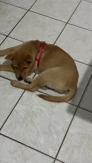 Cachorro raça Chow Chow idade 2 a 6 meses nome Amora