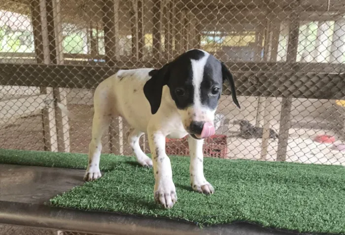 Cachorro raça SRD-ViraLata idade 2 a 6 meses nome Cristal