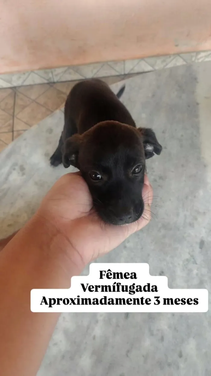Cachorro raça SRD-ViraLata idade 2 a 6 meses nome Pretinha
