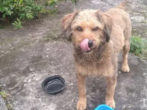 Cachorro raça SRD-ViraLata idade 1 ano nome Não sei 