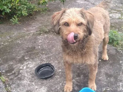 Cachorro raça SRD-ViraLata idade 1 ano nome Não sei 