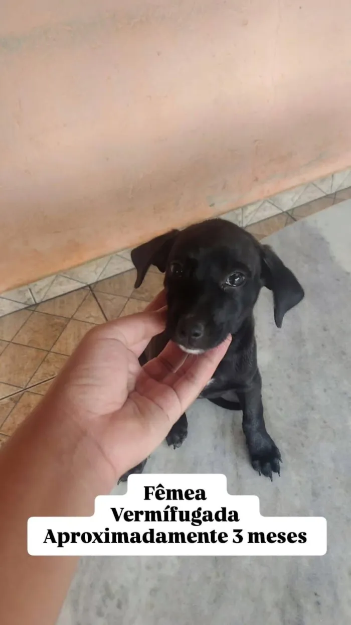 Cachorro raça SRD-ViraLata idade 2 a 6 meses nome Mel