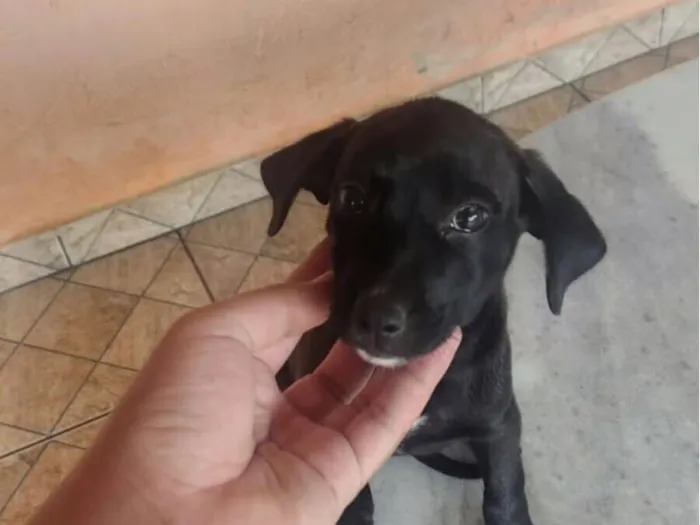 Cachorro raça SRD-ViraLata idade 2 a 6 meses nome Mel