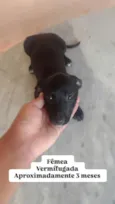Cachorro raça SRD-ViraLata idade 2 a 6 meses nome Luna