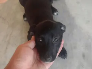 Cachorro raça SRD-ViraLata idade 2 a 6 meses nome Luna