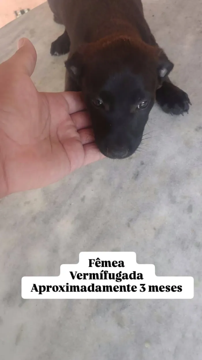 Cachorro raça SRD-ViraLata idade 2 a 6 meses nome Drika