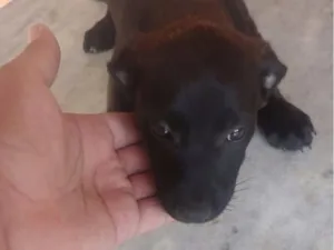 Cachorro raça SRD-ViraLata idade 2 a 6 meses nome Drika