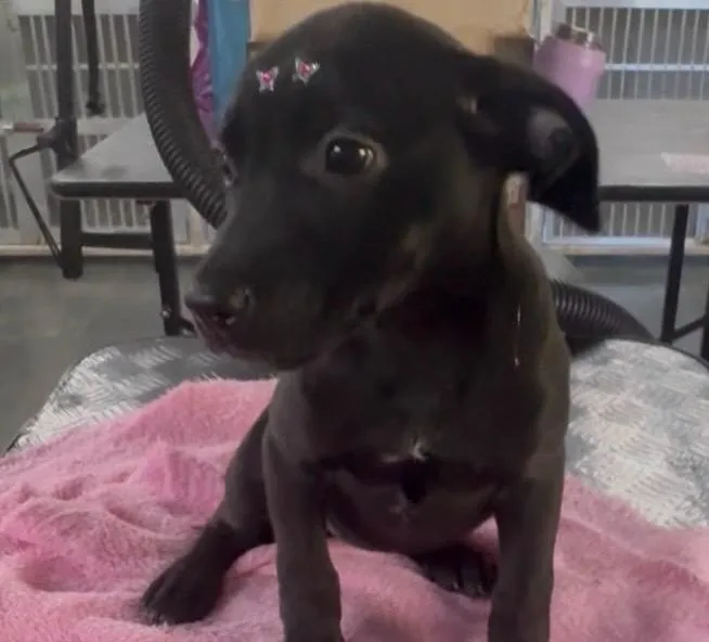 Cachorro raça SRD-ViraLata idade 2 a 6 meses nome Luna