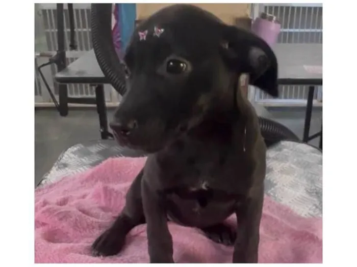 Cachorro raça SRD-ViraLata idade 2 a 6 meses nome Luna