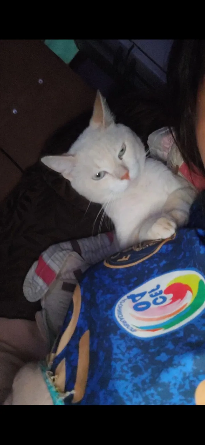 Gato raça Exótico idade 5 anos nome Mingau 