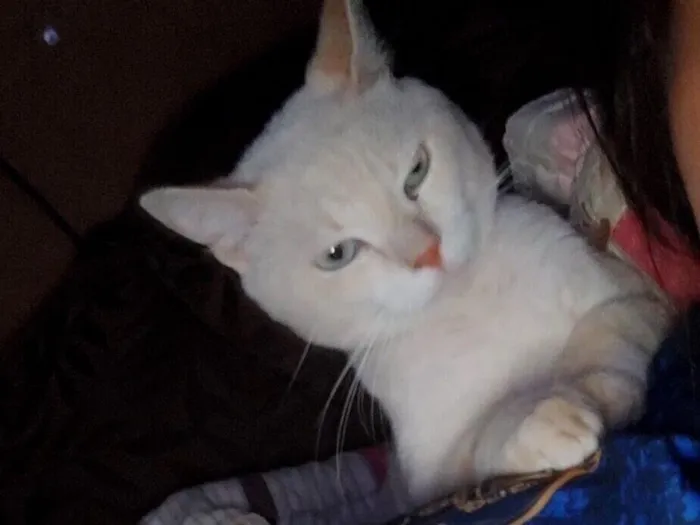 Gato raça Exótico idade 5 anos nome Mingau 