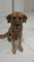 Cachorro raça SRD-ViraLata idade 2 anos nome Nome desconhecido (sem identificação)