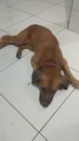 Cachorro raça SRD-ViraLata idade 2 anos nome Desconhecido (sem identificação)