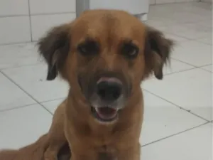 Cachorro raça SRD-ViraLata idade 2 anos nome Desconhecido (sem identificação)