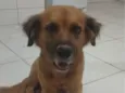 Cachorro raça SRD-ViraLata idade 2 anos nome Desconhecido (sem identificação)