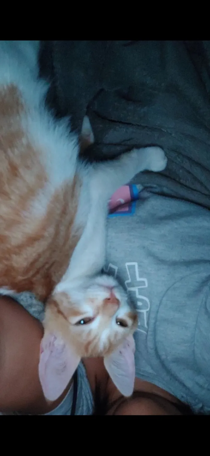 Gato raça Exótico idade 3 anos nome Bartolomeu