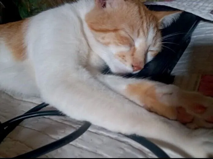 Gato raça Exótico idade 3 anos nome Bartolomeu