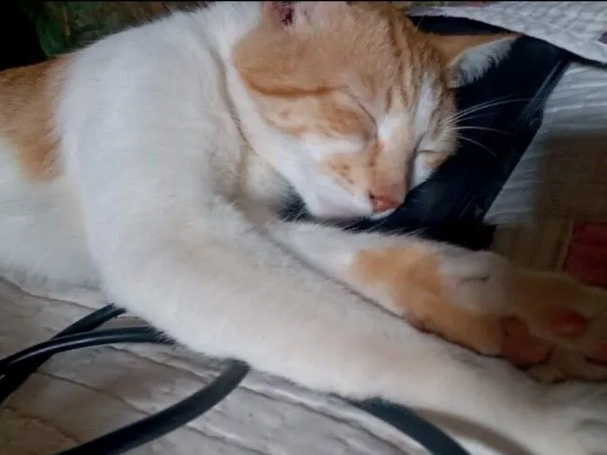 Gato raça Exótico idade 3 anos nome Bartolomeu