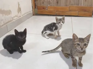 Gato raça SRD-ViraLata idade 2 a 6 meses nome Sem nomes