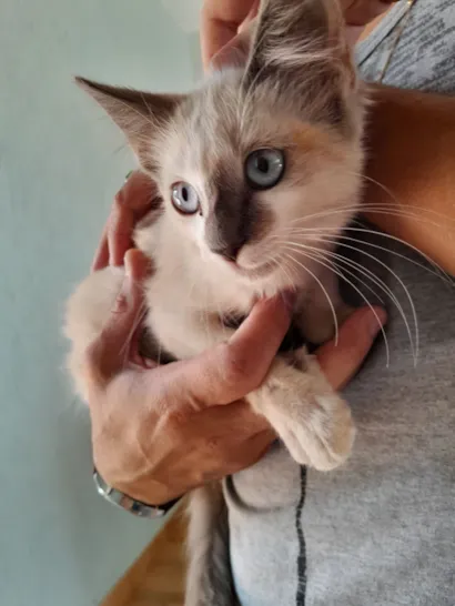 Gato raça Siamês idade 2 a 6 meses nome Sem nome
