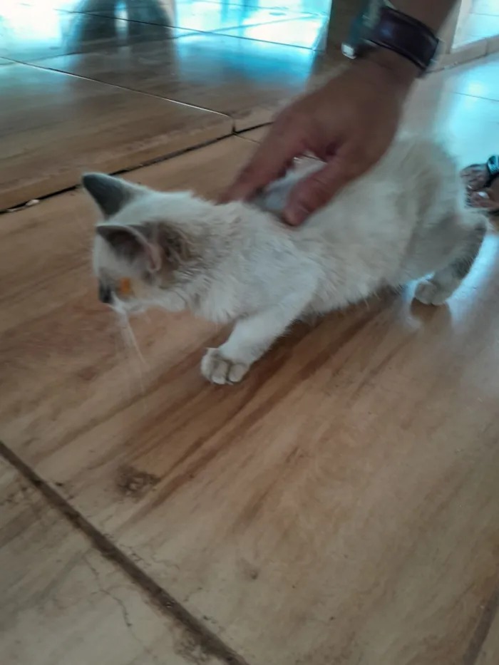 Gato raça Siamês idade 2 a 6 meses nome Sem nome