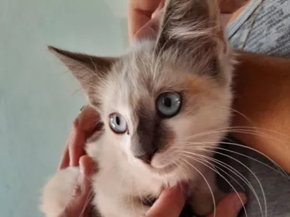 Gato raça Siamês idade 2 a 6 meses nome Não tem