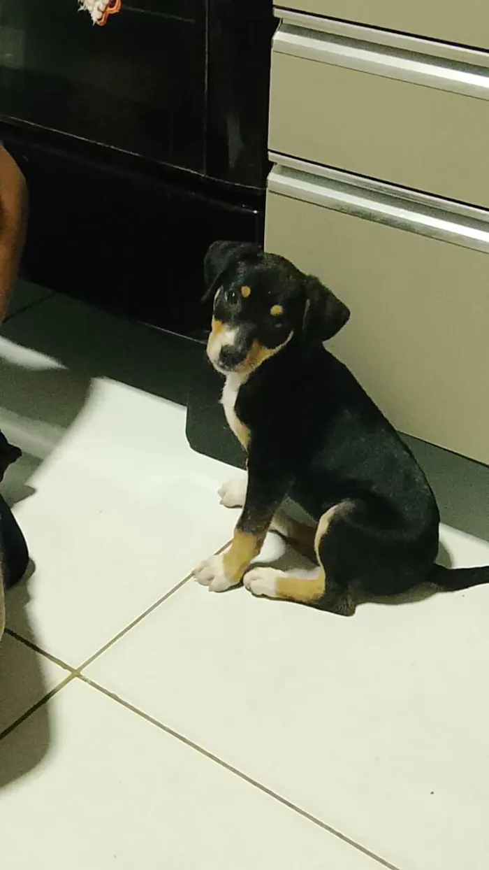 Cachorro raça SRD-ViraLata idade 2 a 6 meses nome Amora