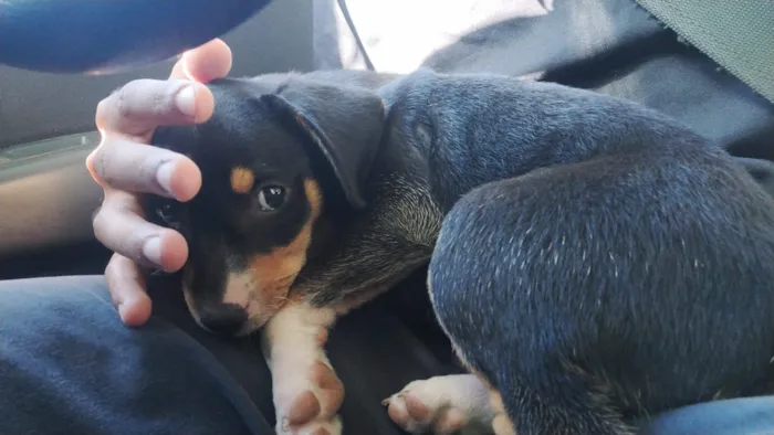 Cachorro raça SRD-ViraLata idade 2 a 6 meses nome Amora