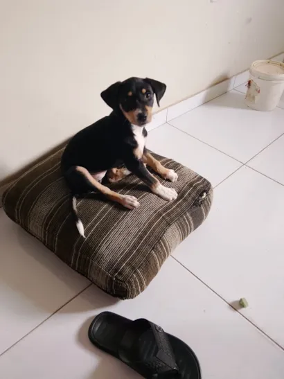 Cachorro raça SRD-ViraLata idade 2 a 6 meses nome Amora