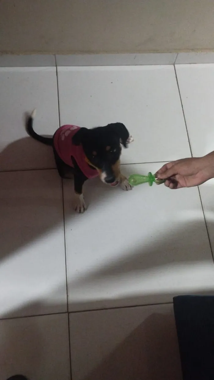 Cachorro raça SRD-ViraLata idade 2 a 6 meses nome Amora