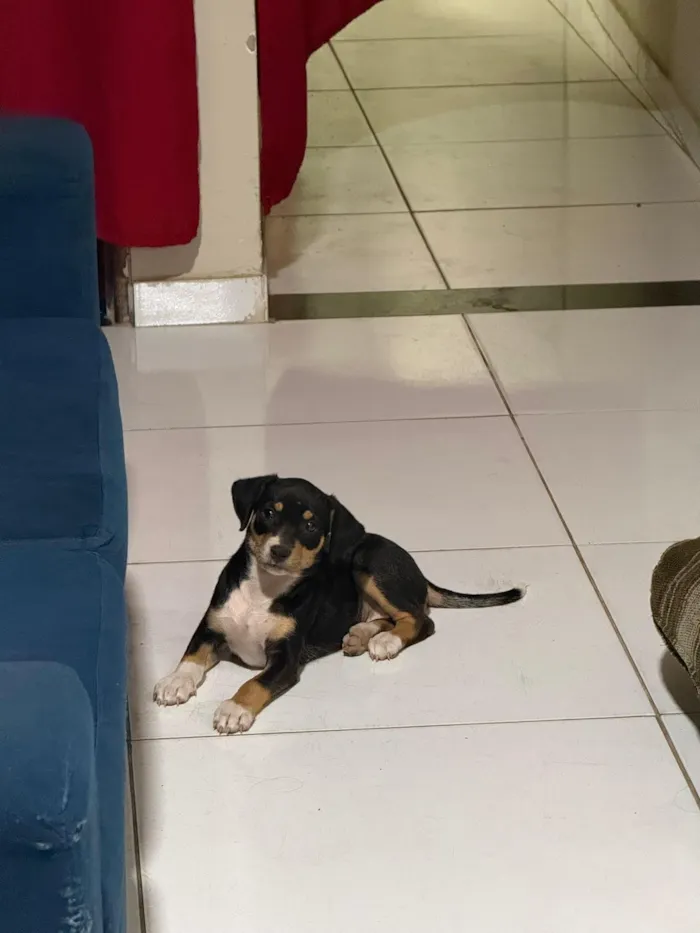 Cachorro raça SRD-ViraLata idade 2 a 6 meses nome Amora