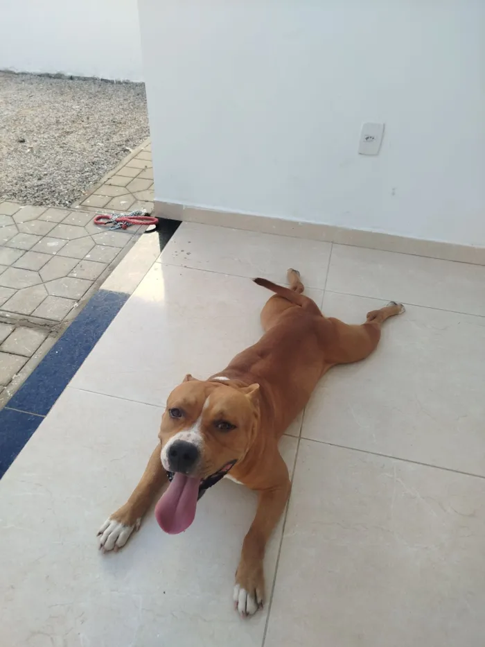 Cachorro raça Pit-Bull idade 1 ano nome Ragnar 