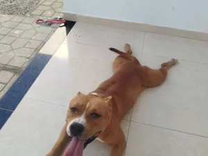 Cachorro raça Pit-Bull idade 1 ano nome Ragnar 