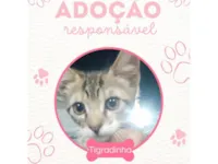 Gato raça SRD-ViraLata idade 2 a 6 meses nome Tigradinha 
