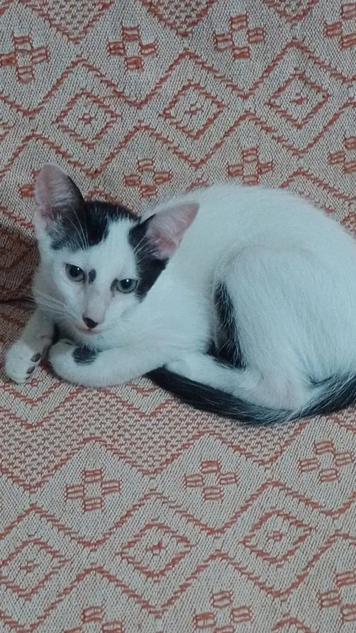 Gato raça SRD-ViraLata idade 2 a 6 meses nome Tomtom 