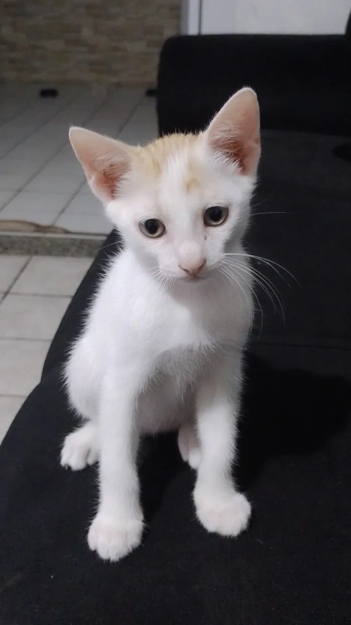 Gato raça SRD-ViraLata idade Abaixo de 2 meses nome Mimo 