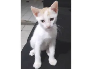 Gato raça SRD-ViraLata idade Abaixo de 2 meses nome Mimo 