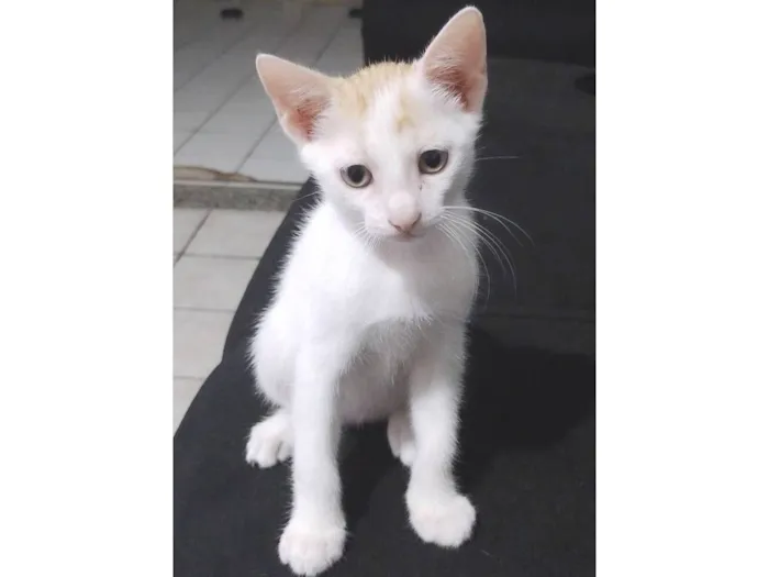 Gato raça SRD-ViraLata idade Abaixo de 2 meses nome Mimo 