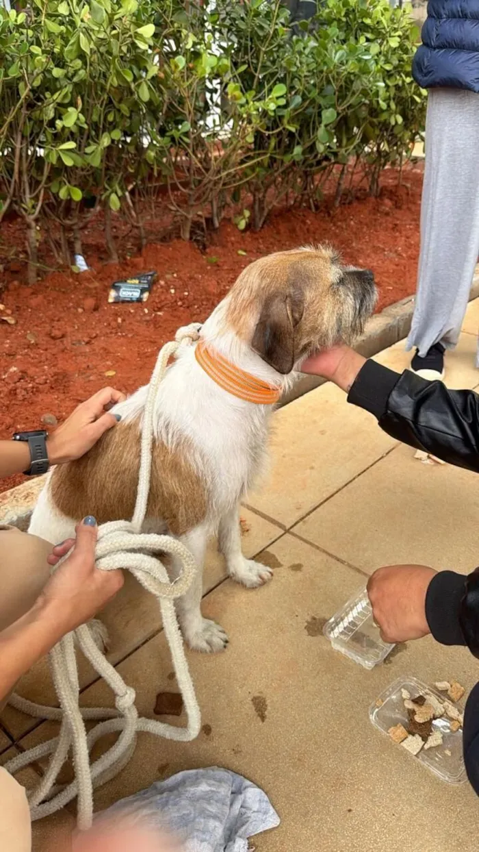 Cachorro raça SRD-ViraLata idade 3 anos nome Manguinha 